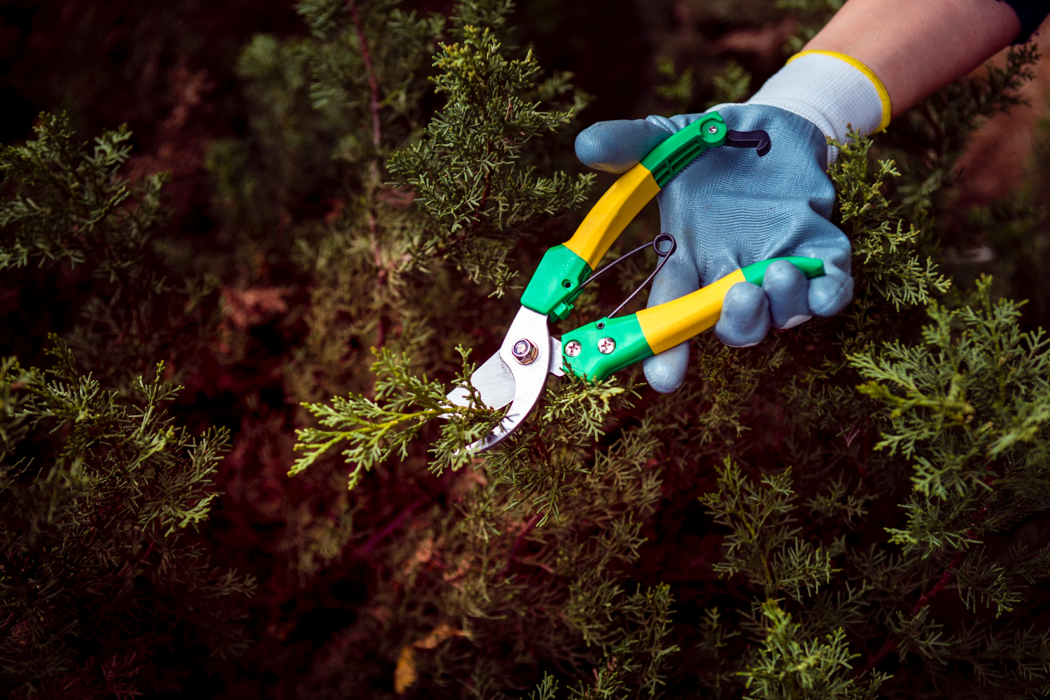 Weed Removal Services In Regina